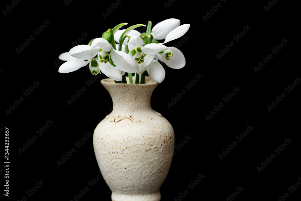 snowdrops close-up