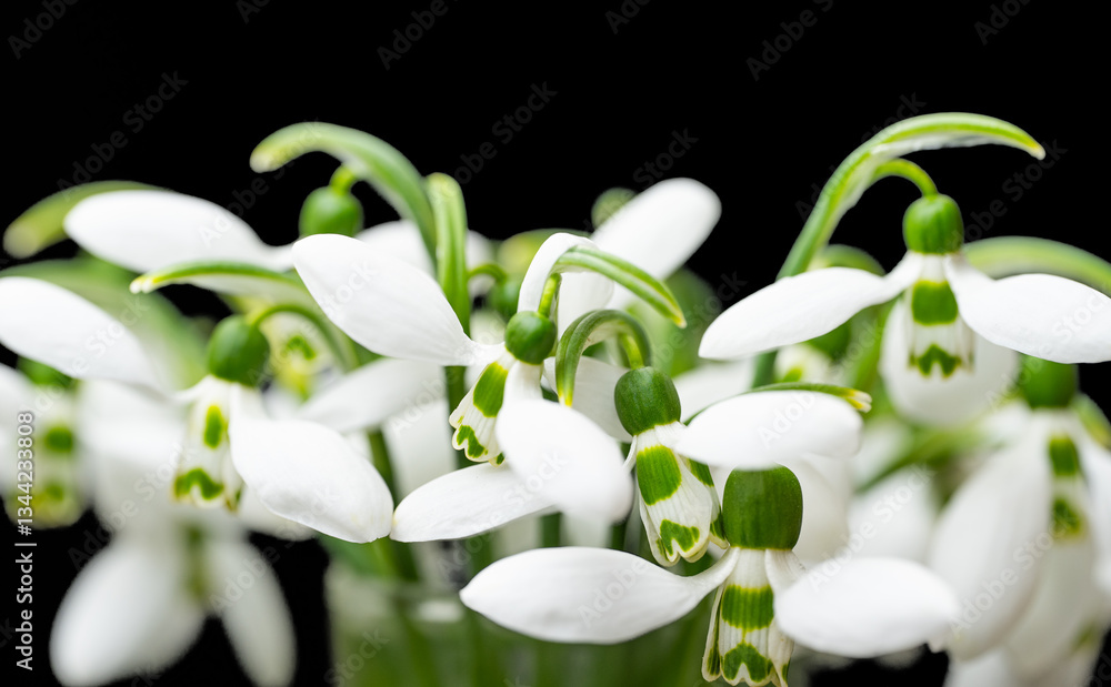 snowdrops close-up