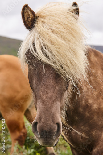 Obraz na płótnie Icelandic wild horses grazing on the countryside. Icelandic breed animal w salonie