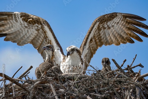 Mother Mommy Osprey Protecting her Babies Chicks in Nest Flamingo Marina Everglades National Park Florida