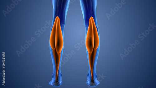 Animation of the gastrocnemius muscles pain