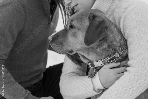 dog friend companion animal pet cute male femaie 