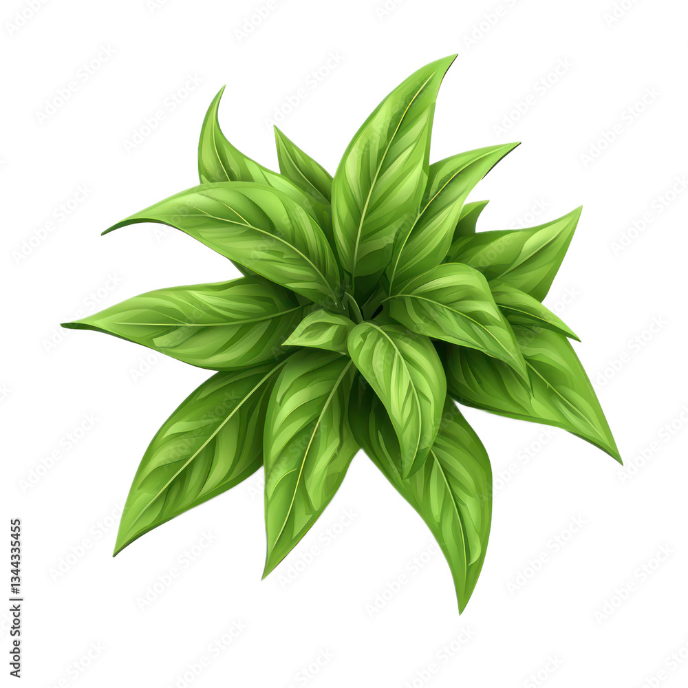 3D icon of Neomenia isolated on transparency background 3D icon of Neomenia isolated on transparency background