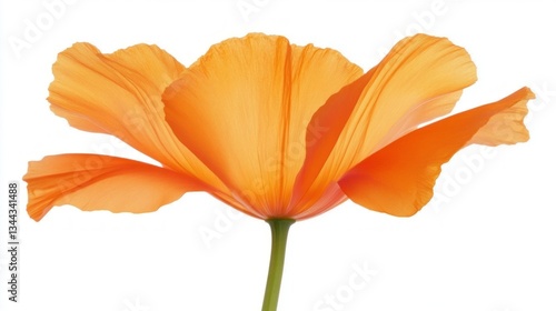 This stunning orange flower showcases delicate petals and lush greenery, exuding a sense of freshness and vitality, perfect for evoking feelings of spring and renewal