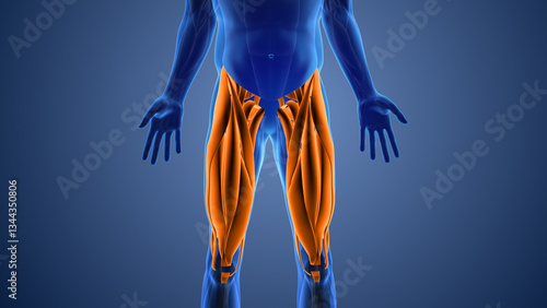 Foto Animation of the thigh muscles pain