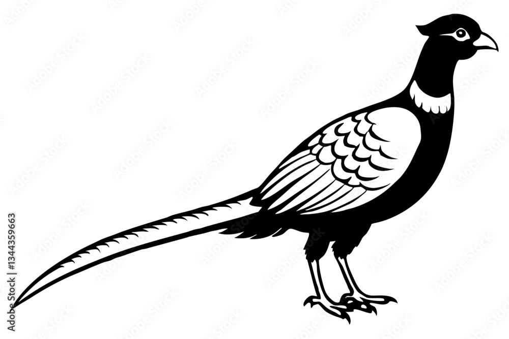 Fototapeta premium pheasant line art silhouette vector illustration