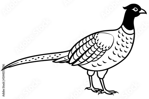 pheasant line art silhouette vector illustration