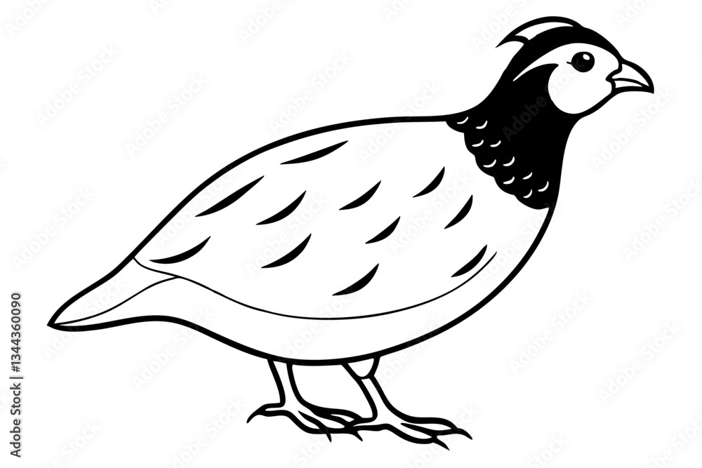 Fototapeta premium quail line art silhouette vector illustration