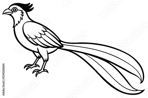quetzal line art silhouette vector illustration
