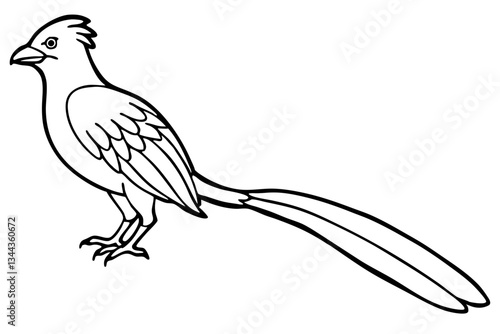 quetzal line art silhouette vector illustration