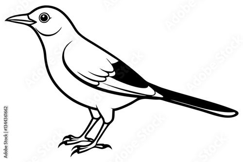 thrush line art silhouette vector illustration