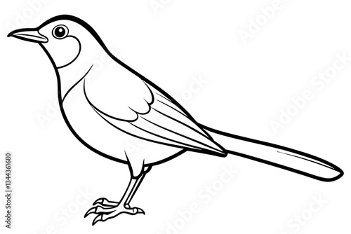 thrush line art silhouette vector illustration