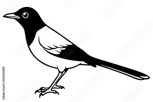 thrush line art silhouette vector illustration
