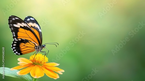 Vibrant Monarch Butterfly Perched on Bright Yellow Flower