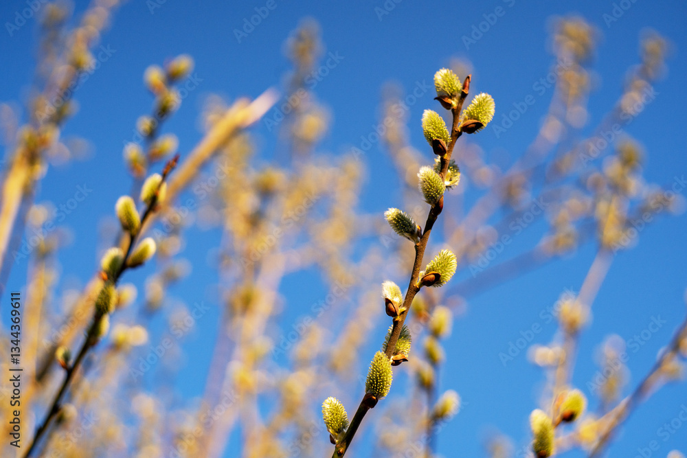 Willow branches with fluffy kittens on a blurred background Willow branches with fluffy kittens on a blurred background