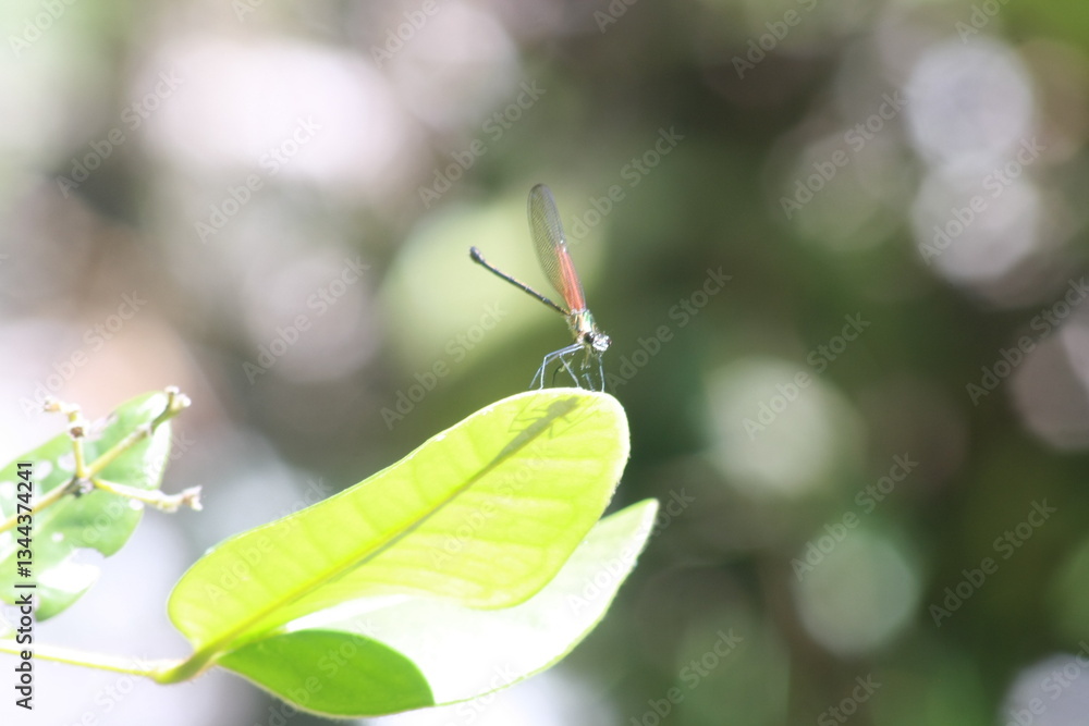 Close-up photo of a dragonfly on a leaf Close-up photo of a dragonfly on a leaf