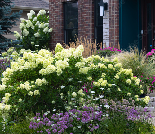 Beautiful Little Lime and Limelight hydrangea bushes and Millennium Alliums in full bloom in late summer lends a romantic feel to the front yard in addition to classic curb appeal.