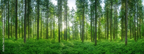Lush Green Forest Landscape with Sunlight in Early Morning Glow