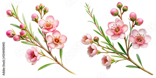Pink Chamelaucium Flowers Branch, Digital Painting, Isolated on Transparent Background, Floral Design Element, Chamelaucium, Floral Illustration, Botanical art
