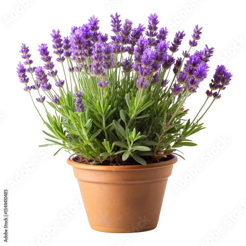 Lavender Plant in Pot, Isolated on Transparent Background, Full Bloom, Herb, Lavender, Potted Plant, Floral