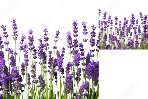 Lavender Flowers Border Composition, Isolated on Transparent Background, Purple Floral Design Element, , Floral, Lavender, Purple