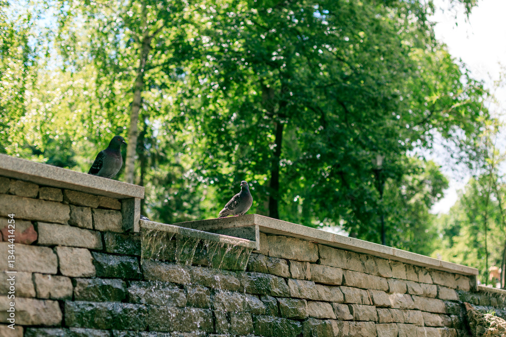 Two pigeons are perched on a stone wall next to a small waterfall Two pigeons are perched on a stone wall next to a small waterfall