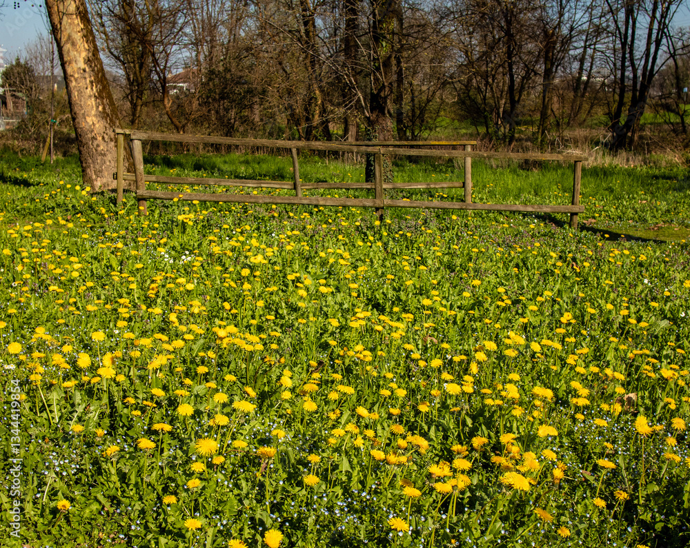 Obraz premium spring in the park