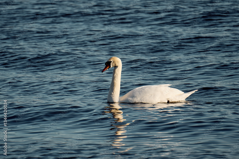 Naklejka premium Mute swan on the lake