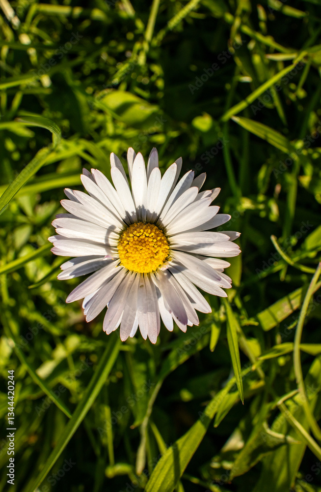 Fototapeta premium daisy in the garden
