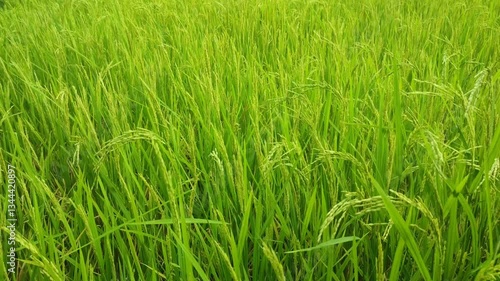 green fresh rice plants in the fields