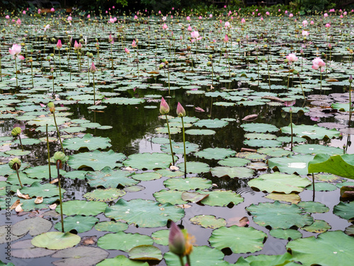 Lotus blossom blooming tranquil pond nature scene serene environment aerial view beauty concept