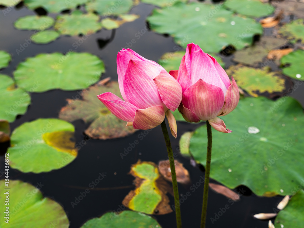Water lily blossoms tranquil pond nature serene environment close-up view Water lily blossoms tranquil pond nature serene environment close-up view
