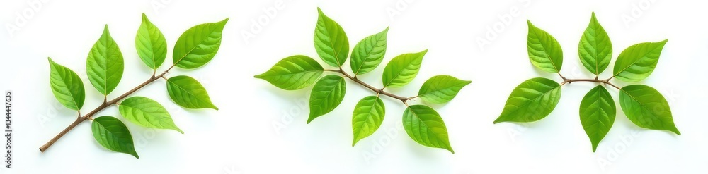 Three isolated branches on a white background with varying shades of green, abstract, wood, nature Three isolated branches on a white background with varying shades of green, abstract, wood, nature