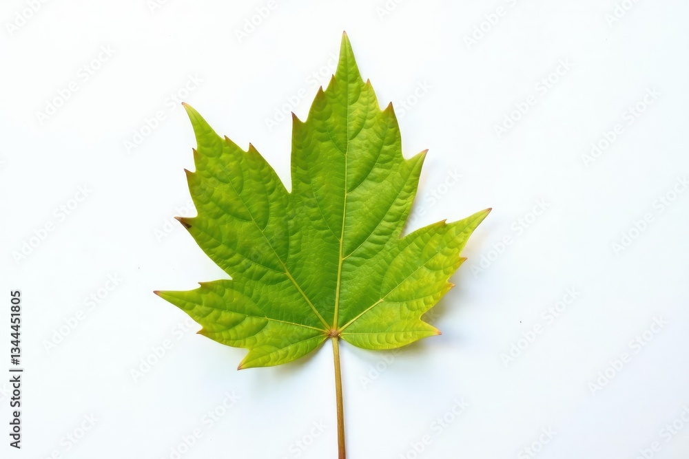 Single leaf exposed against a stark white canvas, natural, solo Single leaf exposed against a stark white canvas, natural, solo