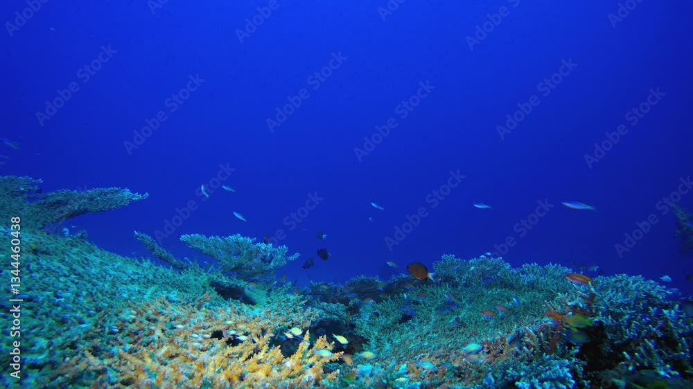 Coral Garden Fish Scene. Fish scenery. Soft-hard corals seascape. Vibrant coral garden. Colourful underwater ambience. Beautiful soft coral. Sea coral reef. Coral Garden Fish Scene. Fish scenery. Soft-hard corals seascape. Vibrant coral garden. Colourful underwater ambience. Beautiful soft coral. Sea coral reef.
