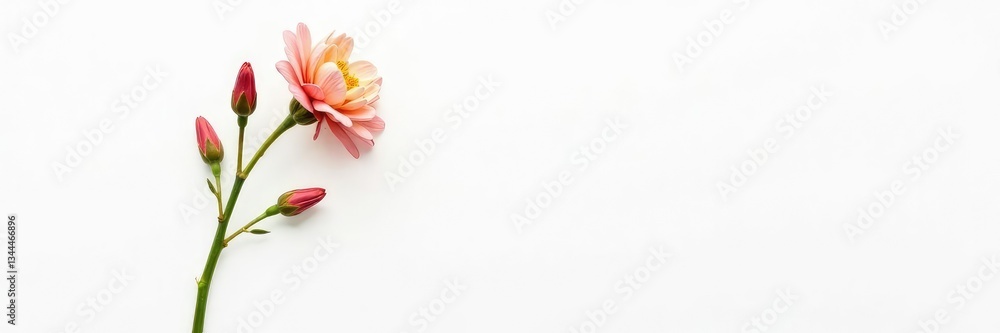 Single stem with small flowers on white background, isolated stems, flower arrangement Single stem with small flowers on white background, isolated stems, flower arrangement