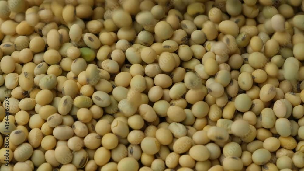 Uncooked Soybean Seeds Pour. Healthy and Nutritious Legumes. Slow Motion Uncooked Soybean Seeds Pour. Healthy and Nutritious Legumes. Slow Motion