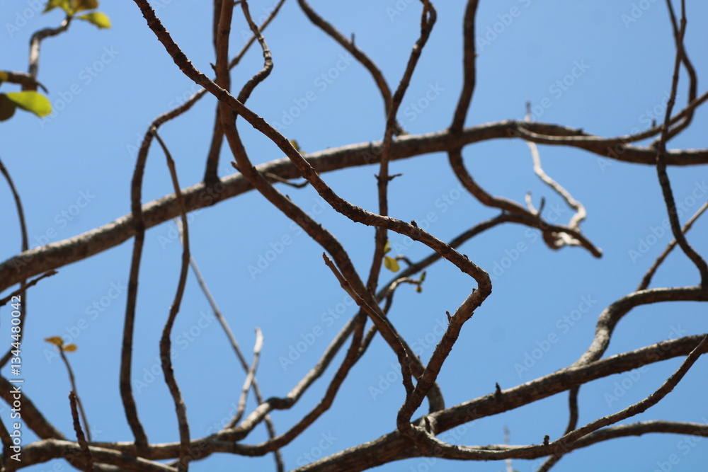teak tree branches with a bright blue sky background teak tree branches with a bright blue sky background