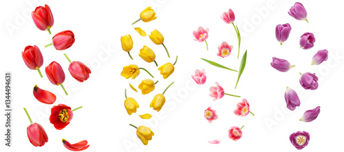 tulip flowers set png. tulips flat lay top view png. yellow tulip flower isolated. pink tulip flowers falling png. spring time bloom of purple tulips flying isolated. red tulips png