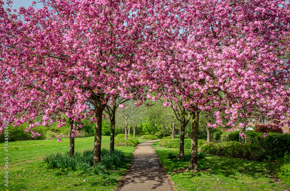 Naklejka premium A small group of blooming pink cherry trees stands beside a footpath, their vibrant petals gently arching over the path in spring 1