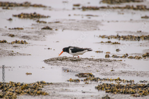 Austernfischer, Haematopus ostralegus, Oystercatcher, Vögel, Tiere, Natur, outdoor, Wildlife photo