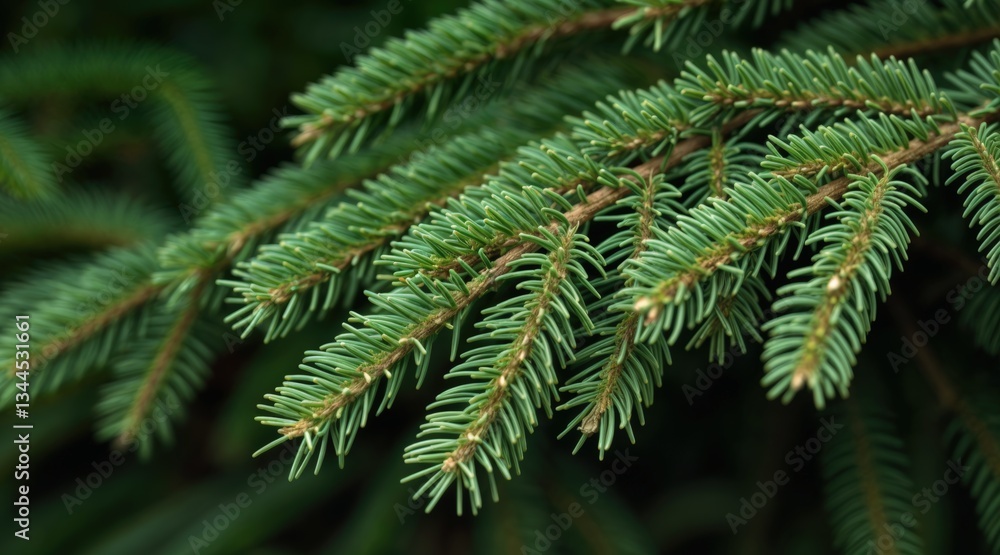 Close-up of fir tree branches, deep green needles, intricate needle structure, natural soft light, organic overlapping branches, blurred background, bokeh effect, detailed macro texture Close-up of fir tree branches, deep green needles, intricate needle structure, natural soft light, organic overlapping branches, blurred background, bokeh effect, detailed macro texture