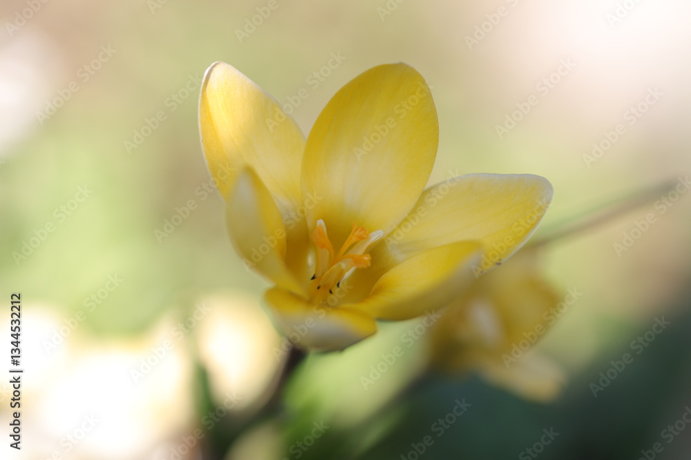 Naklejka premium beautiful small crocus, open yellow flower, delicate yellow crocus, petals in a bright yellow tone, close-up crocus chrysanthus surrounded by the bright light of the sun, pollen pistils