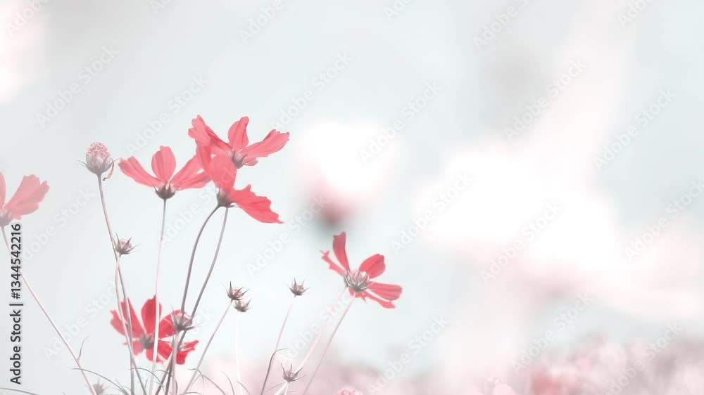 Red Cosmos Flowers Fluttering by Wind Nature Field Video Red Cosmos Flowers Fluttering by Wind Nature Field Video