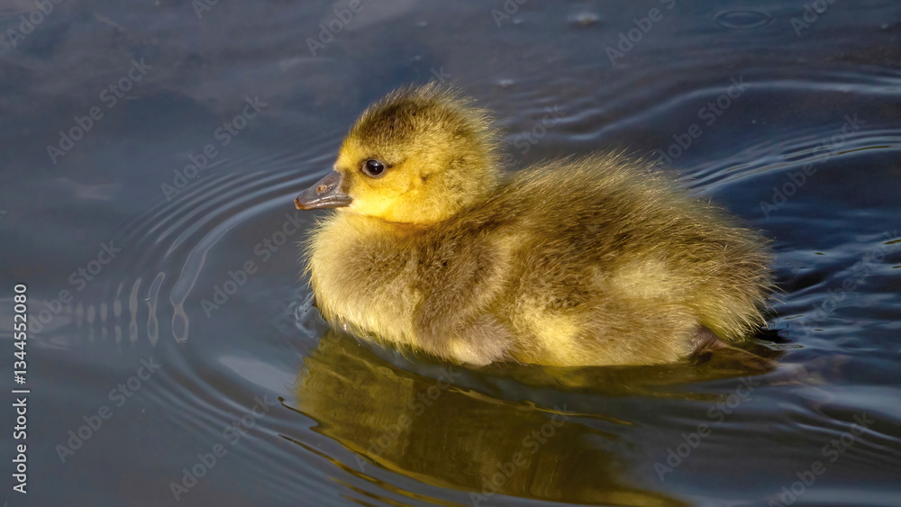 The goslings swimming in the calm lake The goslings swimming in the calm lake