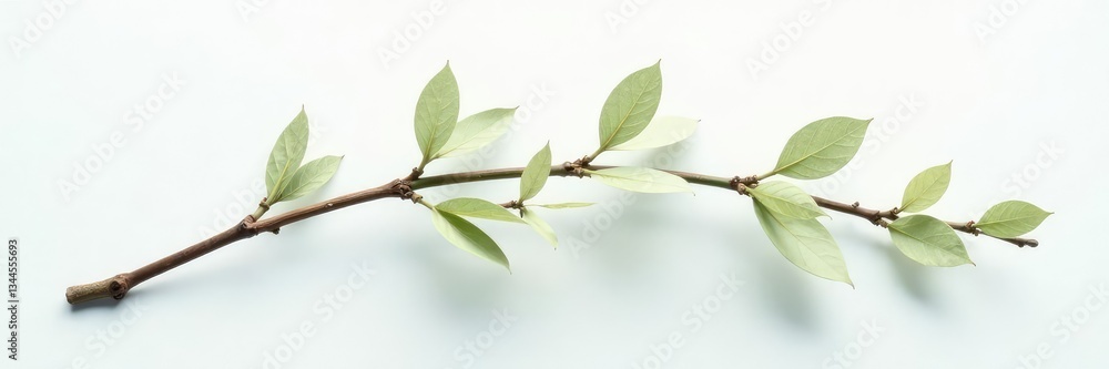 Delicate branch with soft leaves on a white background, botanical, nature, still life Delicate branch with soft leaves on a white background, botanical, nature, still life