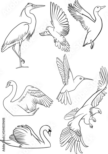 Wild birds set of vector outline illustration, dove, duck, heron, swan, hummingbird, eagle, coloring book set