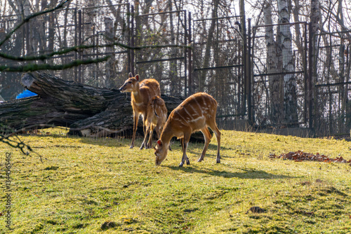 фотографія Savanna sitatunga (Tragelaphus spekii) mammals from the bovid family
