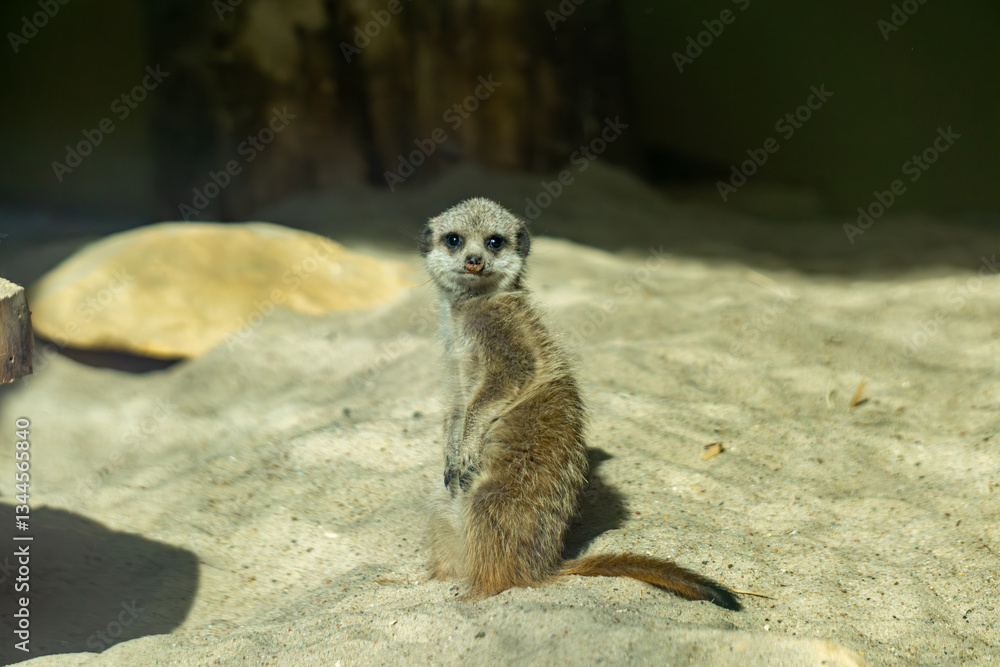Fototapeta premium a meerkat standing on two paws in the sand and posing for photos