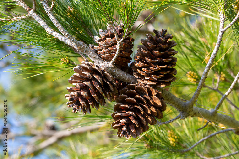 Coniferous pine cone on a pine tree branch